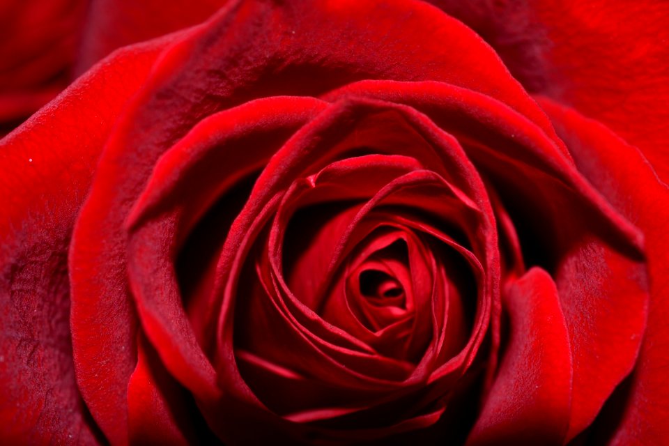 Red love Free illustrations