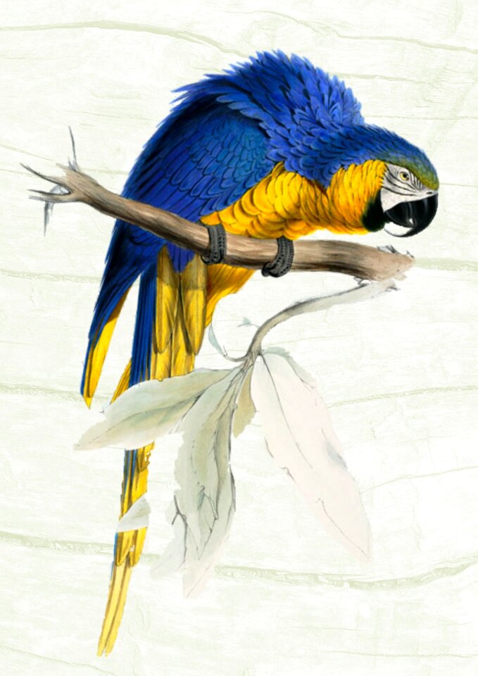 Bird animal nature
