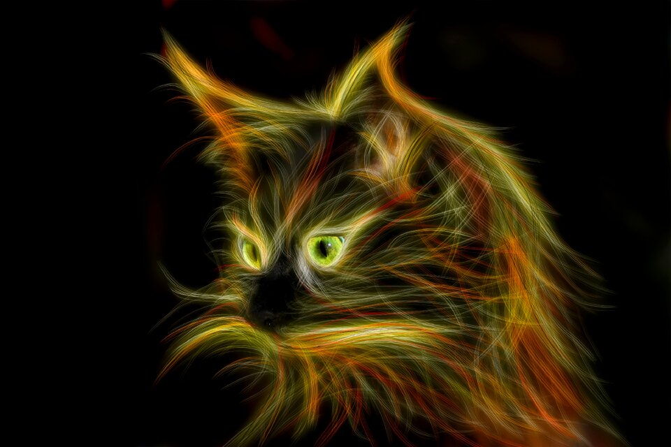 Cat's eyes animal portrait cat portrait