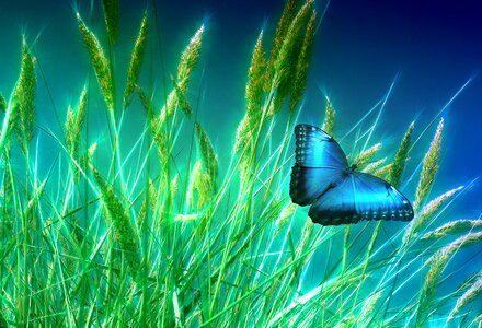 Nature insect blue