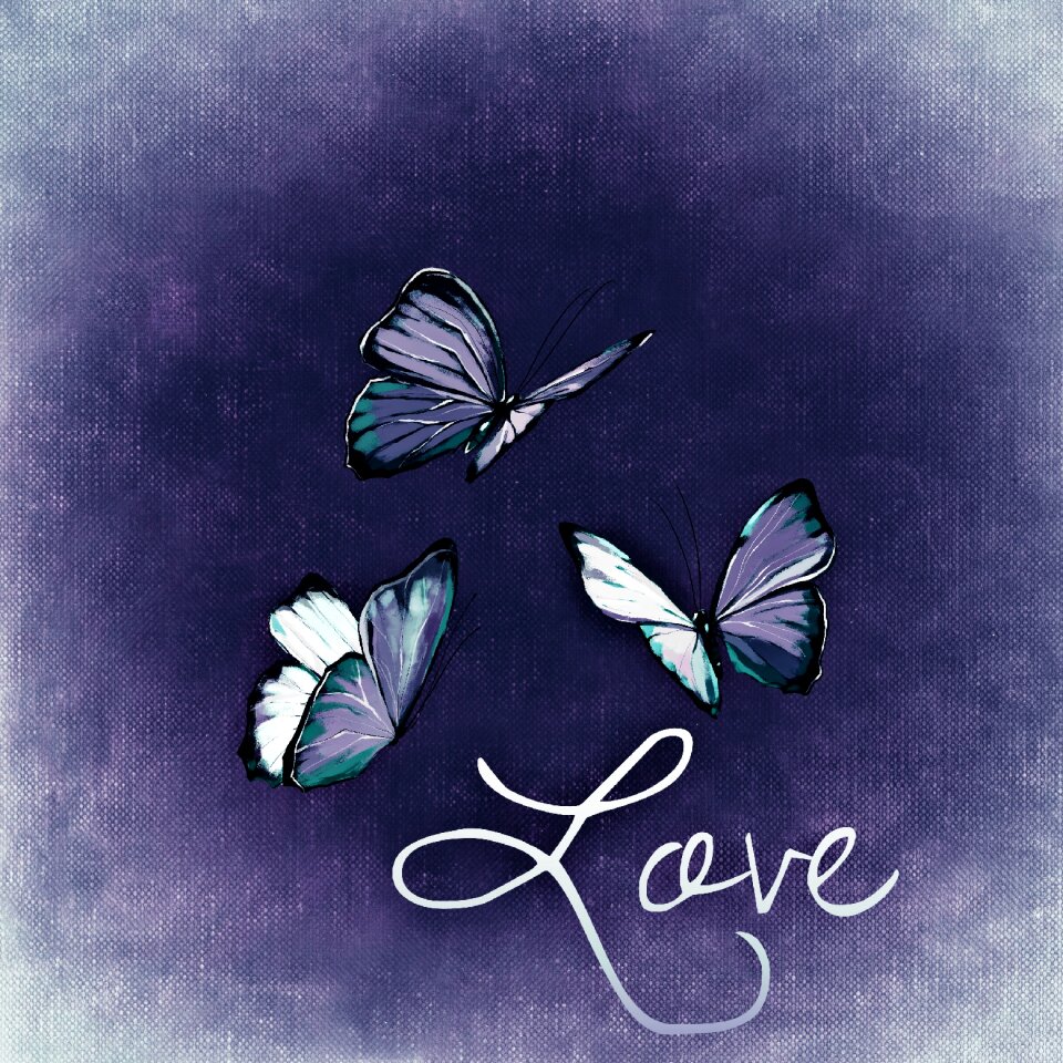 Wing butterfly insect