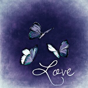 Wing butterfly insect