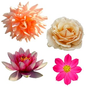 Botany flower floral