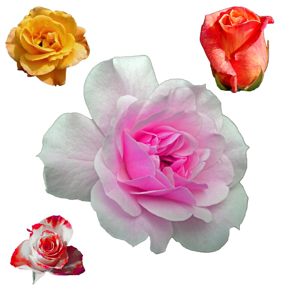Botany flower floral