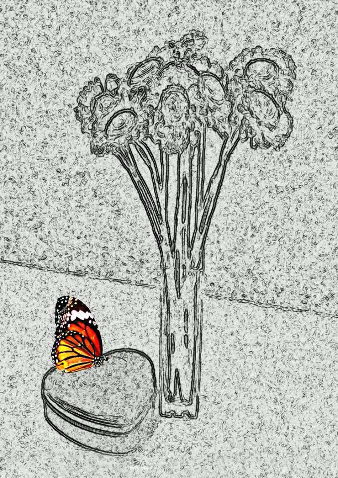 Grey butterfly insect