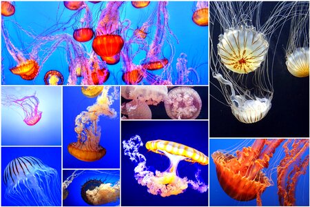 Underwater under the sea nature