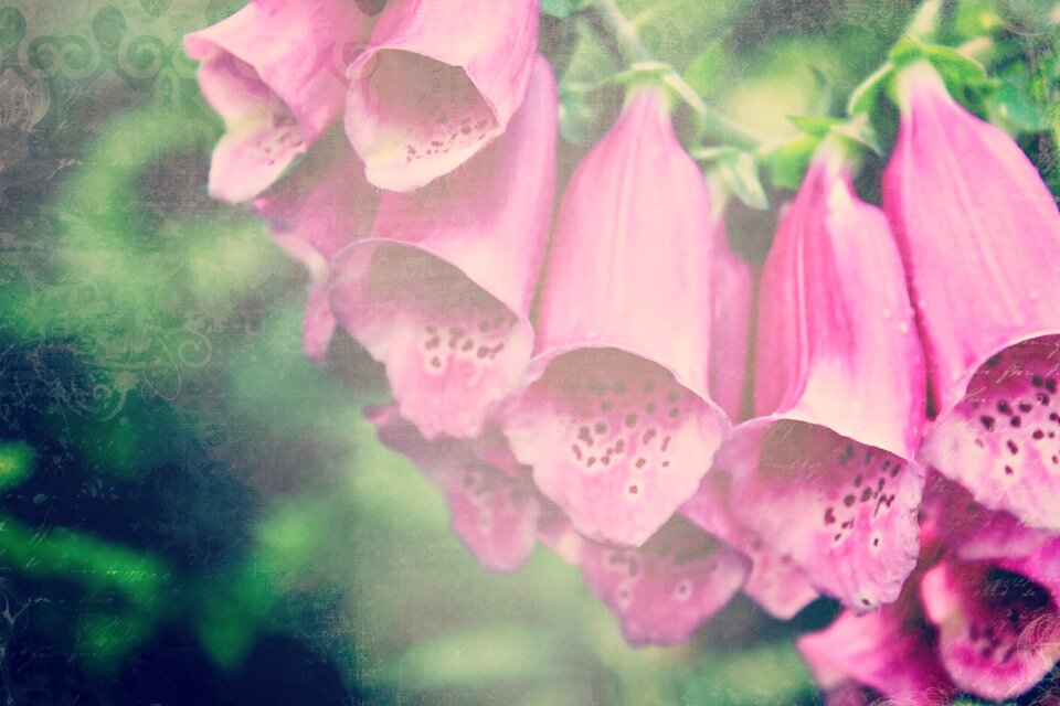 Plant blossom bloom