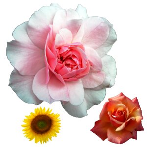 Botany flower floral