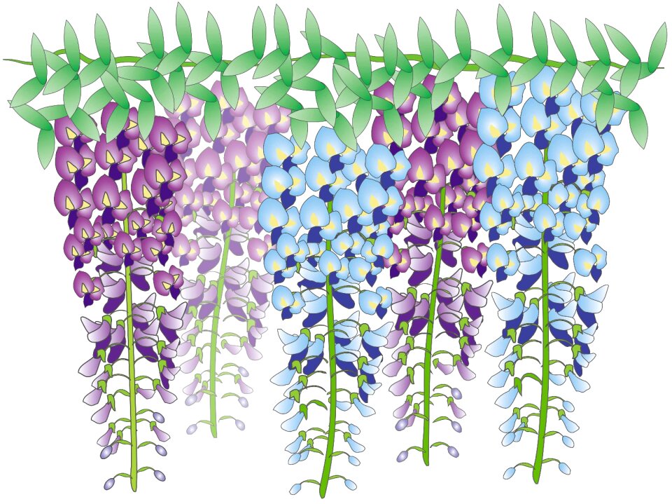 In the early summer purple japan flower