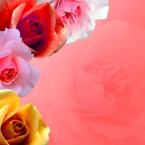 Botany flower floral