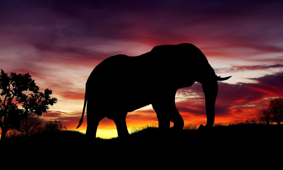 Africa silhouette animals