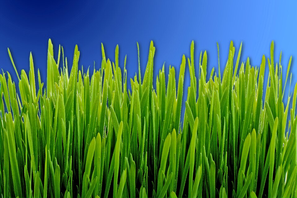 Forest nature grasses