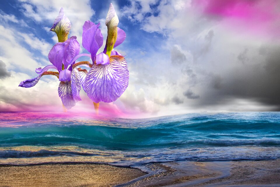 Bloom nature color
