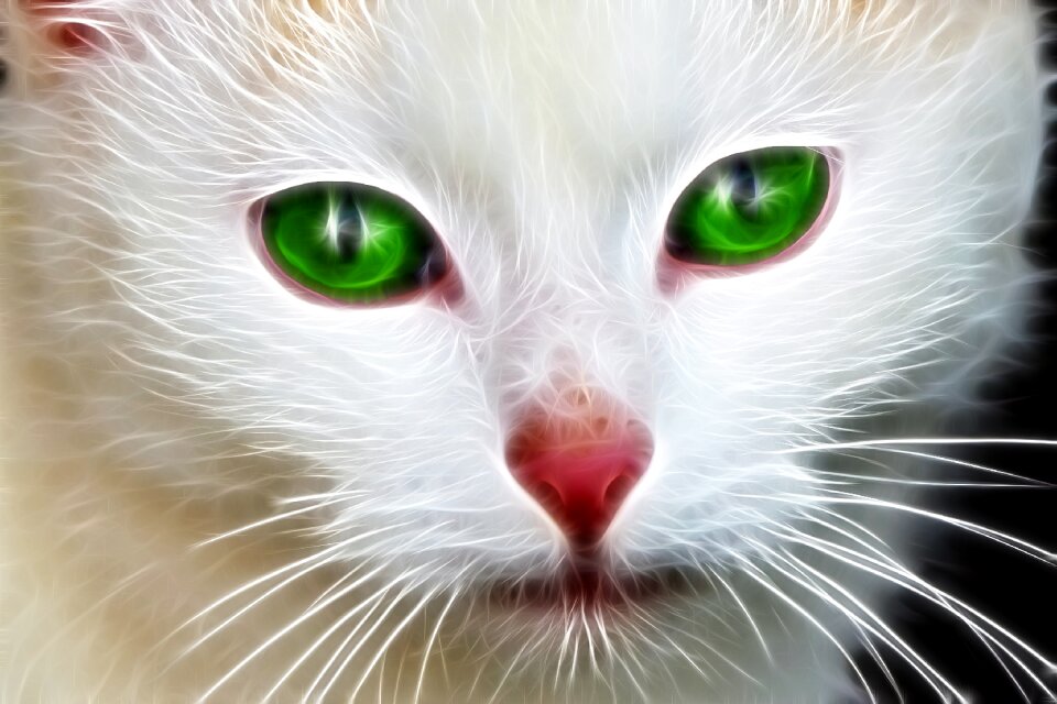 Cat feline animal
