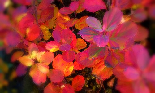 Leaves colors Free illustrations