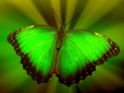 Insect vegan green