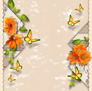 Beige butterfly flowers
