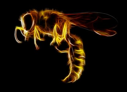 Bug animal nature