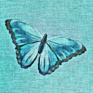 Textile wing insect