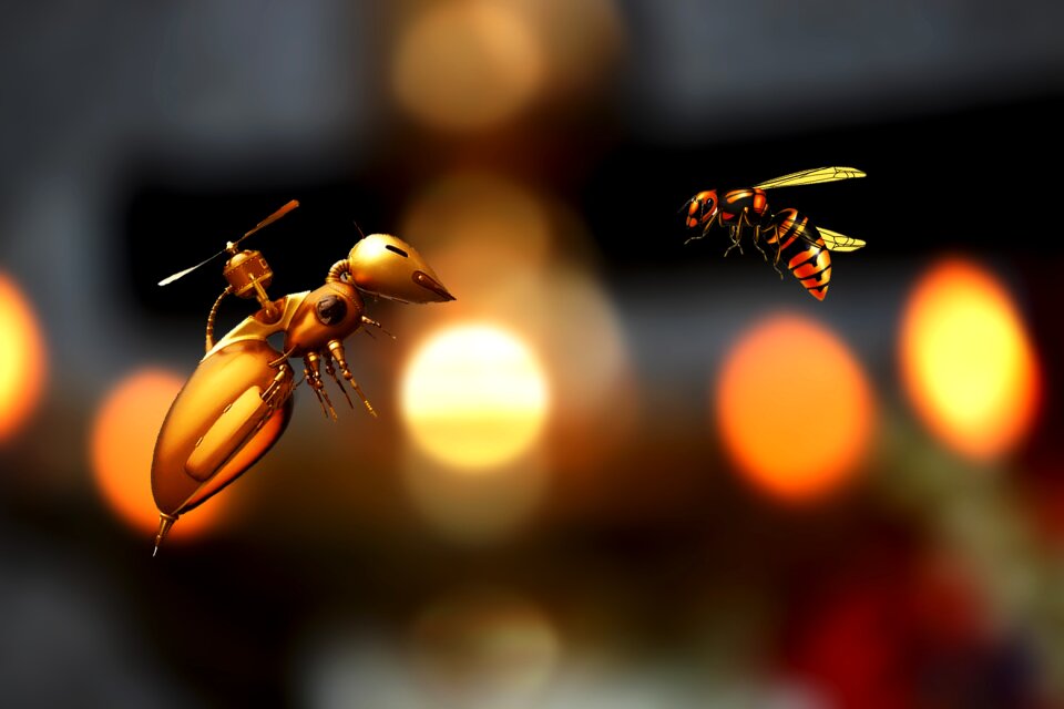 Nature honey fly