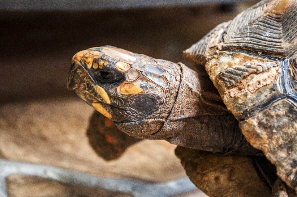 Wild wild animal reptile