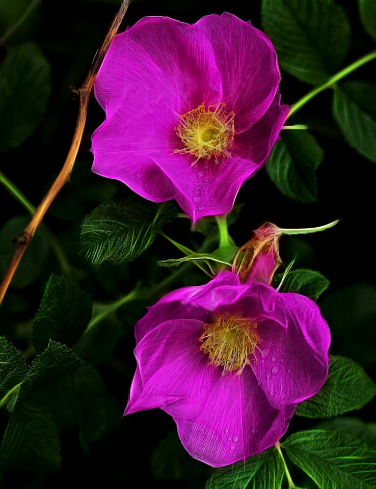 Nature blooming rose