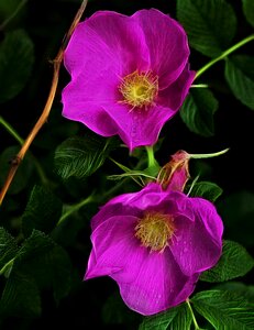 Nature blooming rose