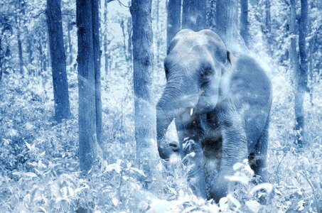 Vintage winter nature