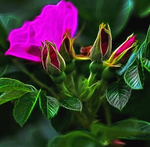 Nature blooming rose