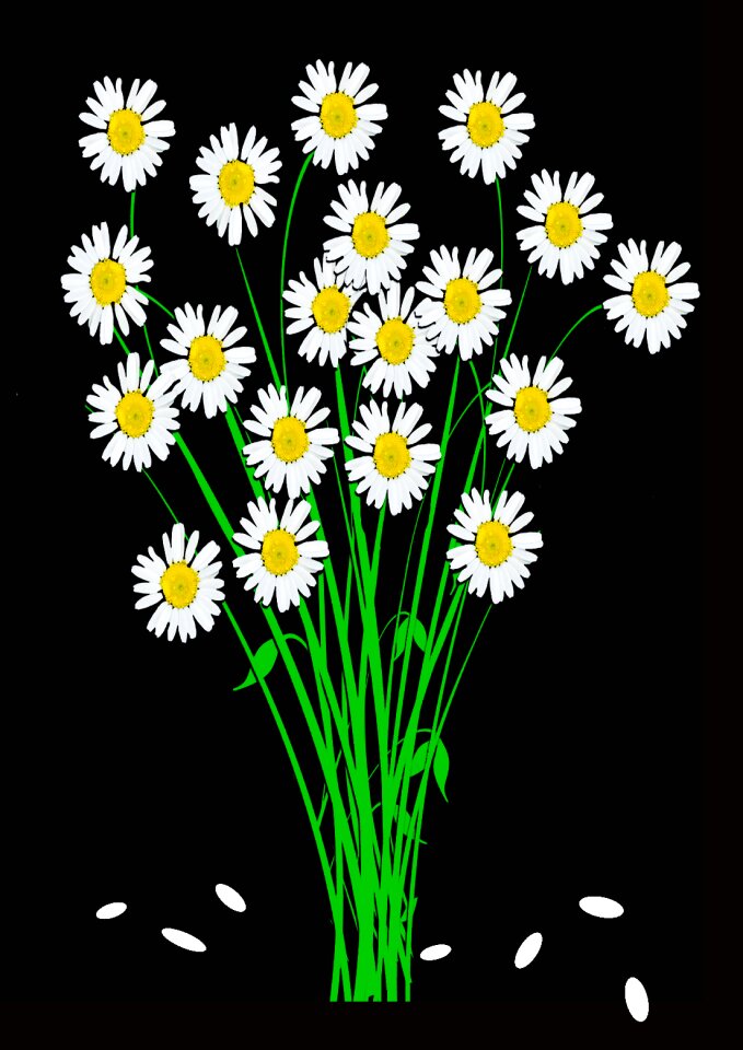 Blossom bloom wildflowers