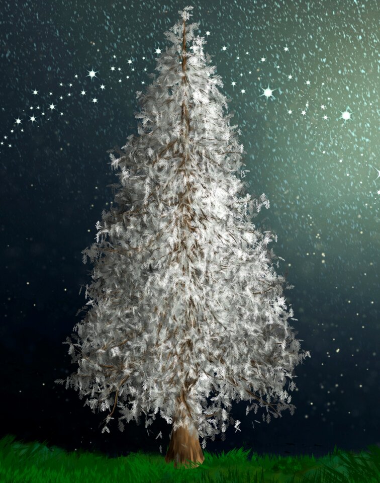 Christmas xmas fir