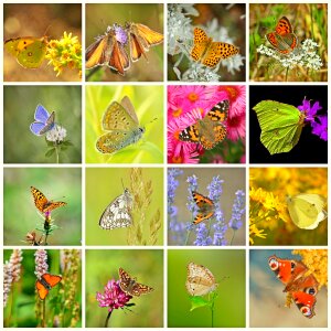 Insect animals colorful