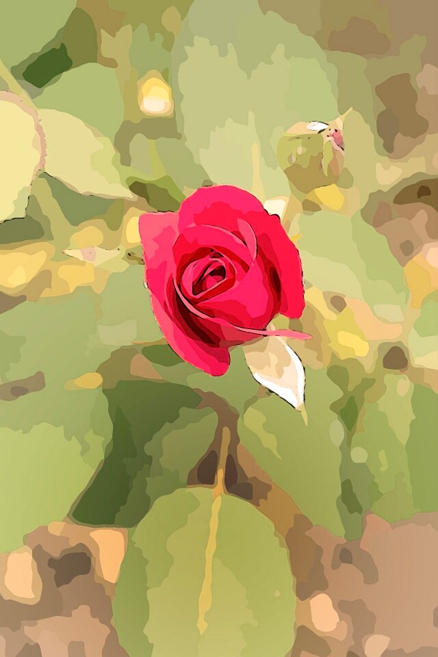 Petals plants flowers