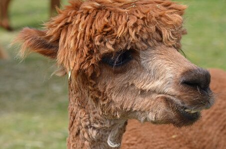 Peru animal livestock