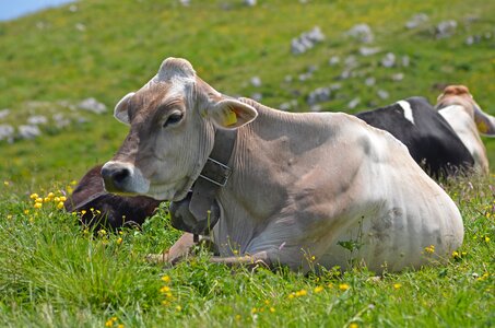 Cow pasture summer