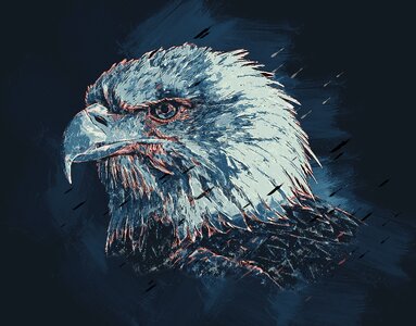 Eagle america animals animals colorful