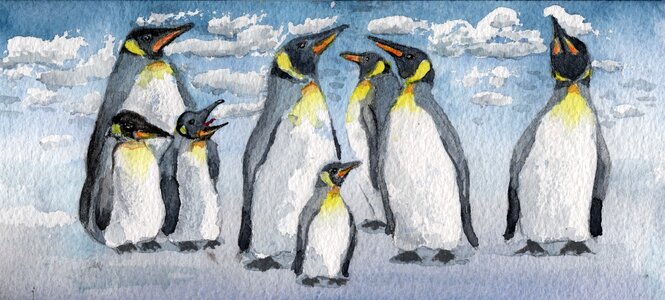 Birds penguins Free illustrations