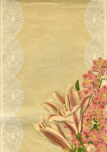 Collage lily botanical