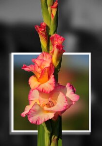 Image editing flower Free illustrations
