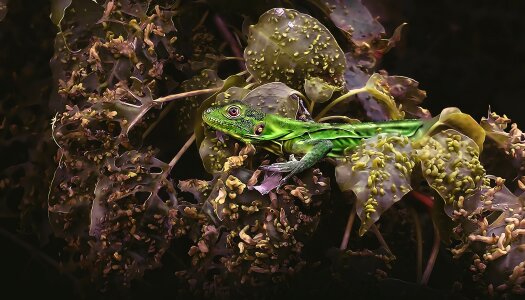 Animal iguana Free illustrations