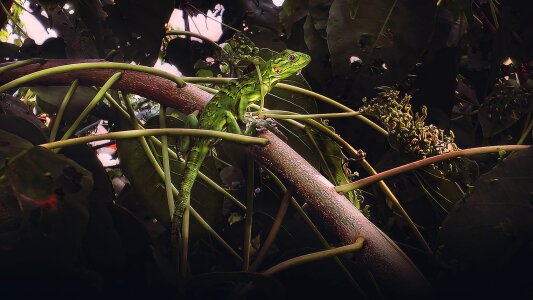 Lizard fauna Free illustrations