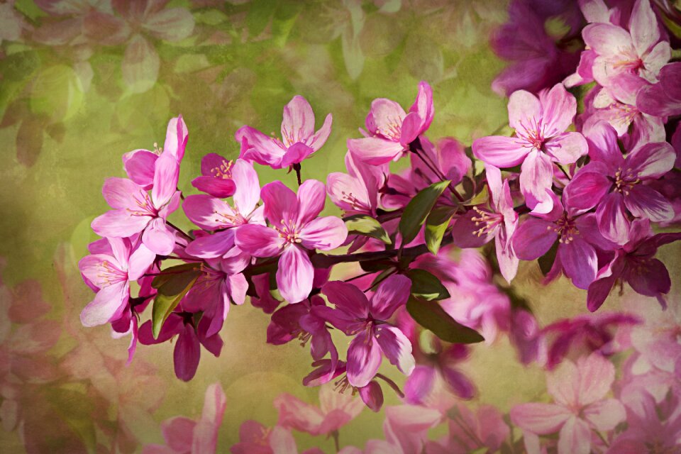 Spring nature tree