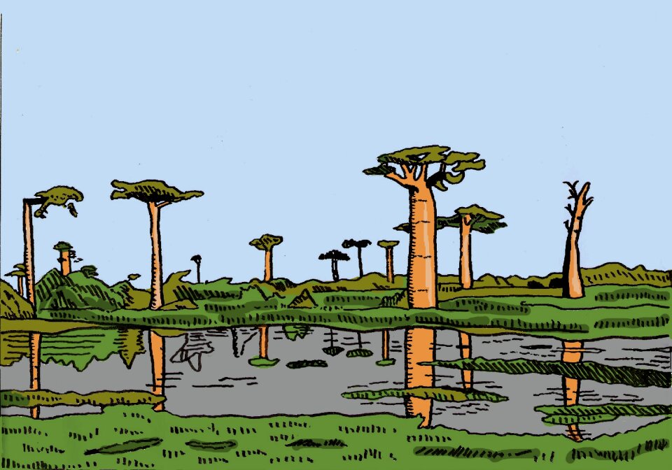 Baobabs illustration Free illustrations