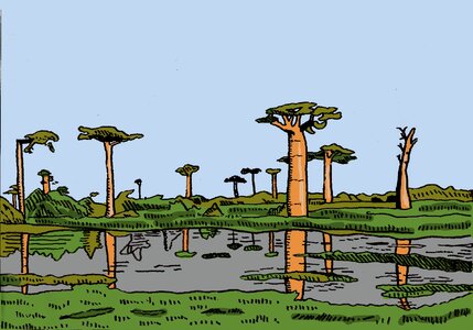 Baobabs illustration Free illustrations