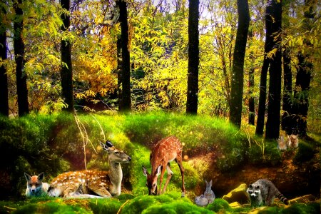 Design remix nature