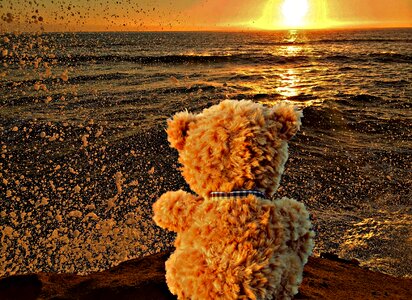 Sea abandoned bear