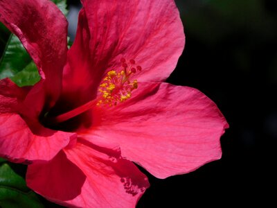 Hibiscus plant Free illustrations