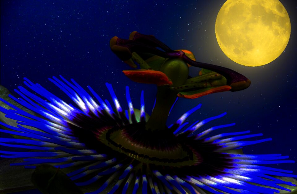Flower moon moonlight