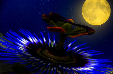 Flower moon moonlight