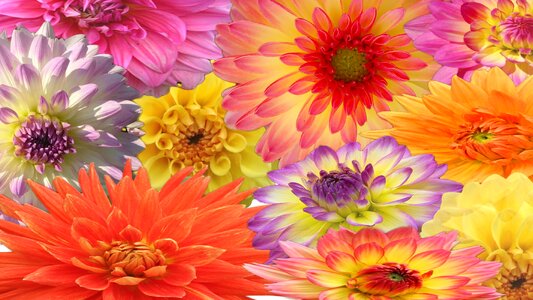 Bloom blossom Free illustrations